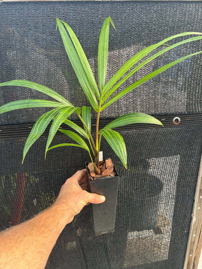 White Triangle Palm- Chrysalidocarpus (Dypsis) cabadae x decaryi