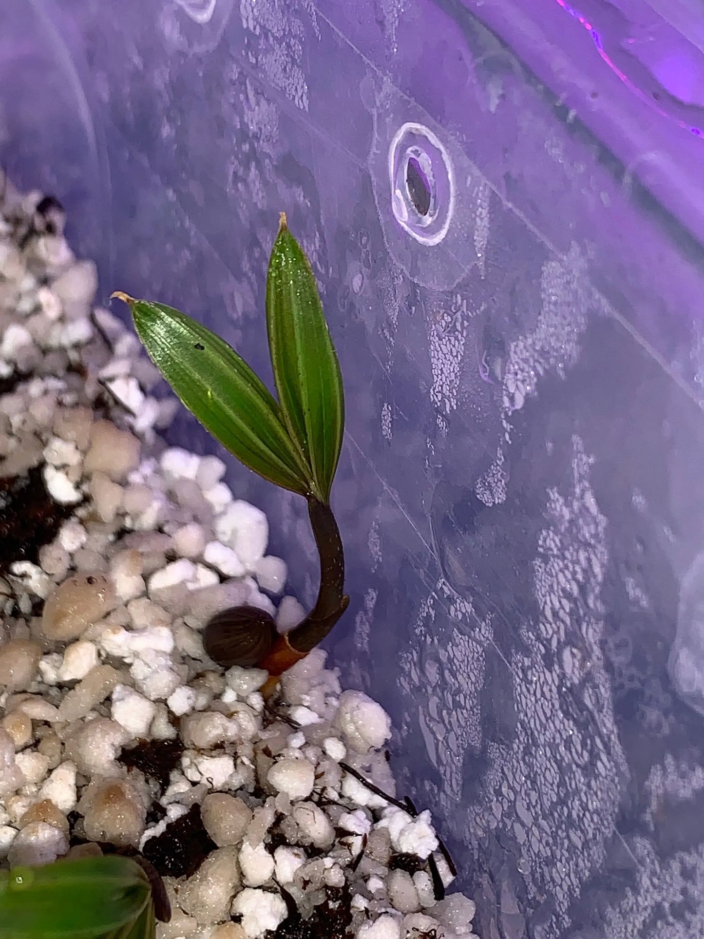 Fuzzy Cabada Palm (Chrysalidocarpus cabadae x leptocheilos; Dypsis cabadae x leptocheilos)