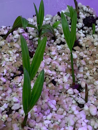 Fuzzy Cabada Palm (Chrysalidocarpus cabadae x leptocheilos; Dypsis cabadae x leptocheilos)