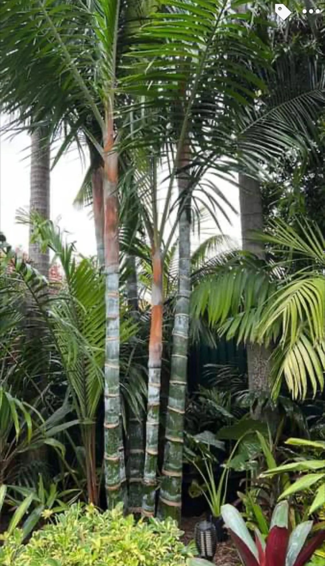 Fuzzy Cabada Palm (Chrysalidocarpus cabadae x leptocheilos; Dypsis cabadae x leptocheilos)