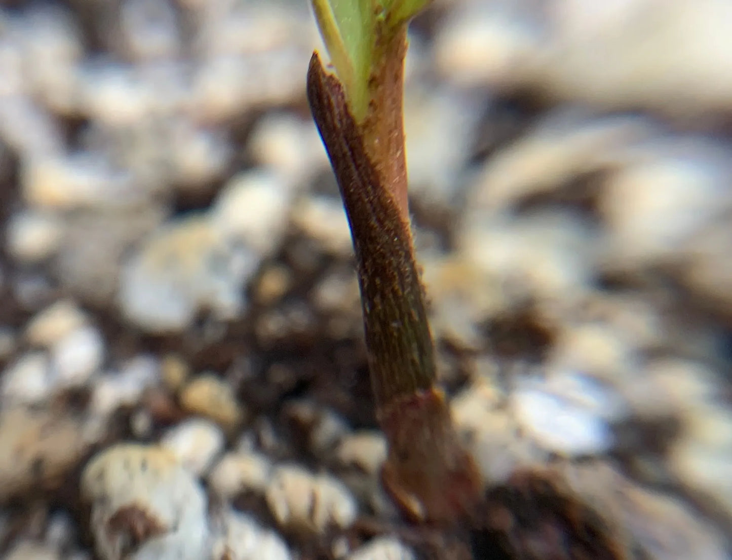 Fuzzy Cabada Palm (Chrysalidocarpus cabadae x leptocheilos; Dypsis cabadae x leptocheilos)