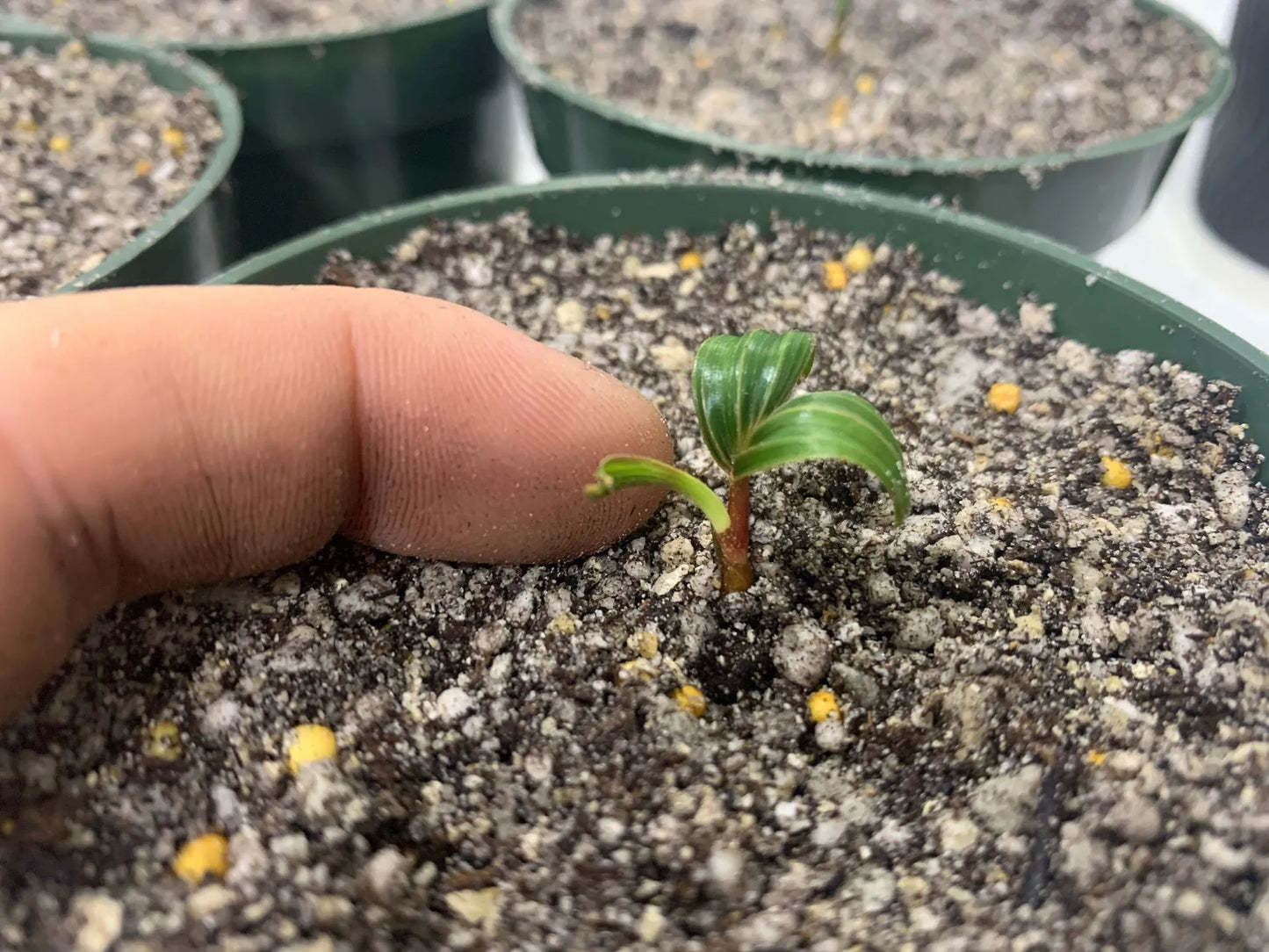 Fuzzy Cabada Palm (Chrysalidocarpus cabadae x leptocheilos; Dypsis cabadae x leptocheilos)