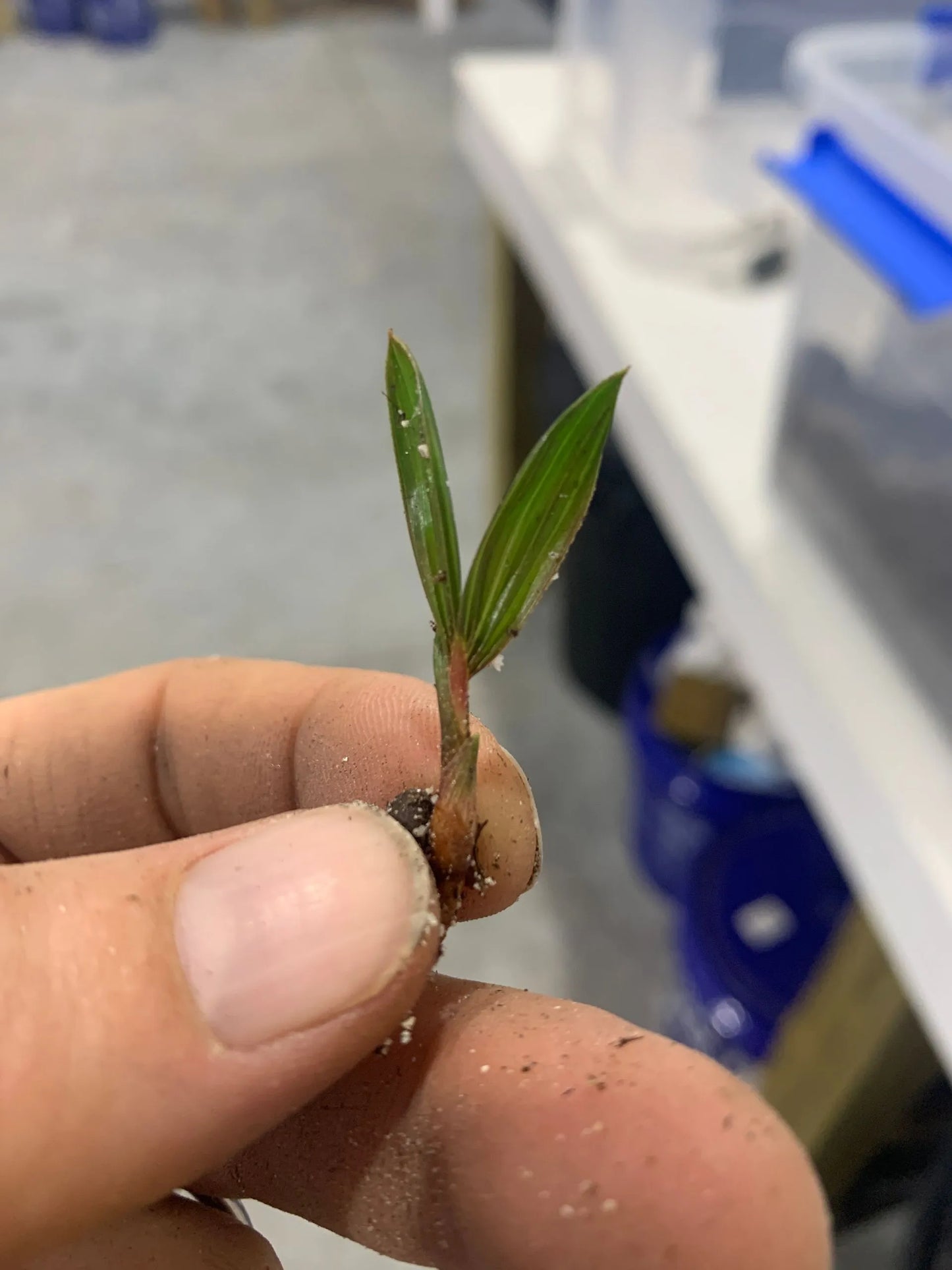 Fuzzy Cabada Palm (Chrysalidocarpus cabadae x leptocheilos; Dypsis cabadae x leptocheilos)