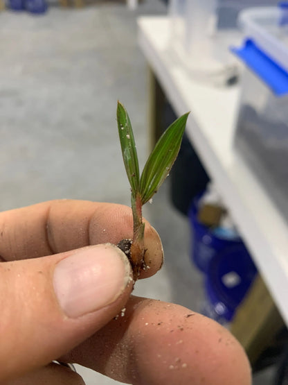 Fuzzy Cabada Palm (Chrysalidocarpus cabadae x leptocheilos; Dypsis cabadae x leptocheilos)