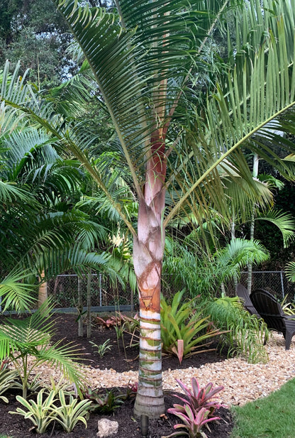 TriBear Palm; Red Triangle Palm (Chrysalidocarpus leptocheilos x decaryi; Chrysalidocarpus x leptocaryi)
