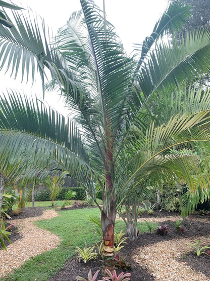 TriBear Palm; Red Triangle Palm (Chrysalidocarpus leptocheilos x decaryi; Chrysalidocarpus x leptocaryi)