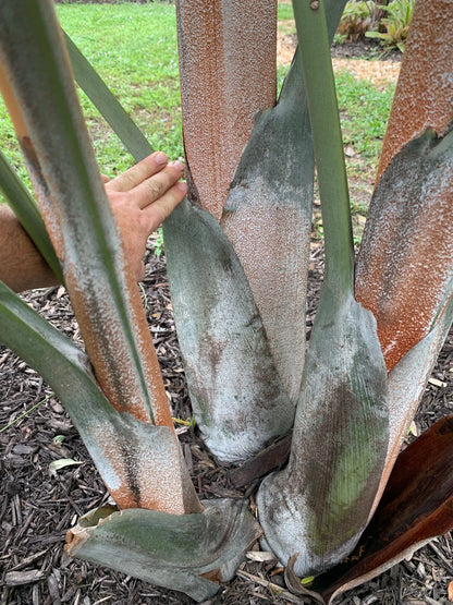 White Triangle Palm (Chrysalidocarpus cabadae x decaryi; Dypsis cabadae x decaryi)