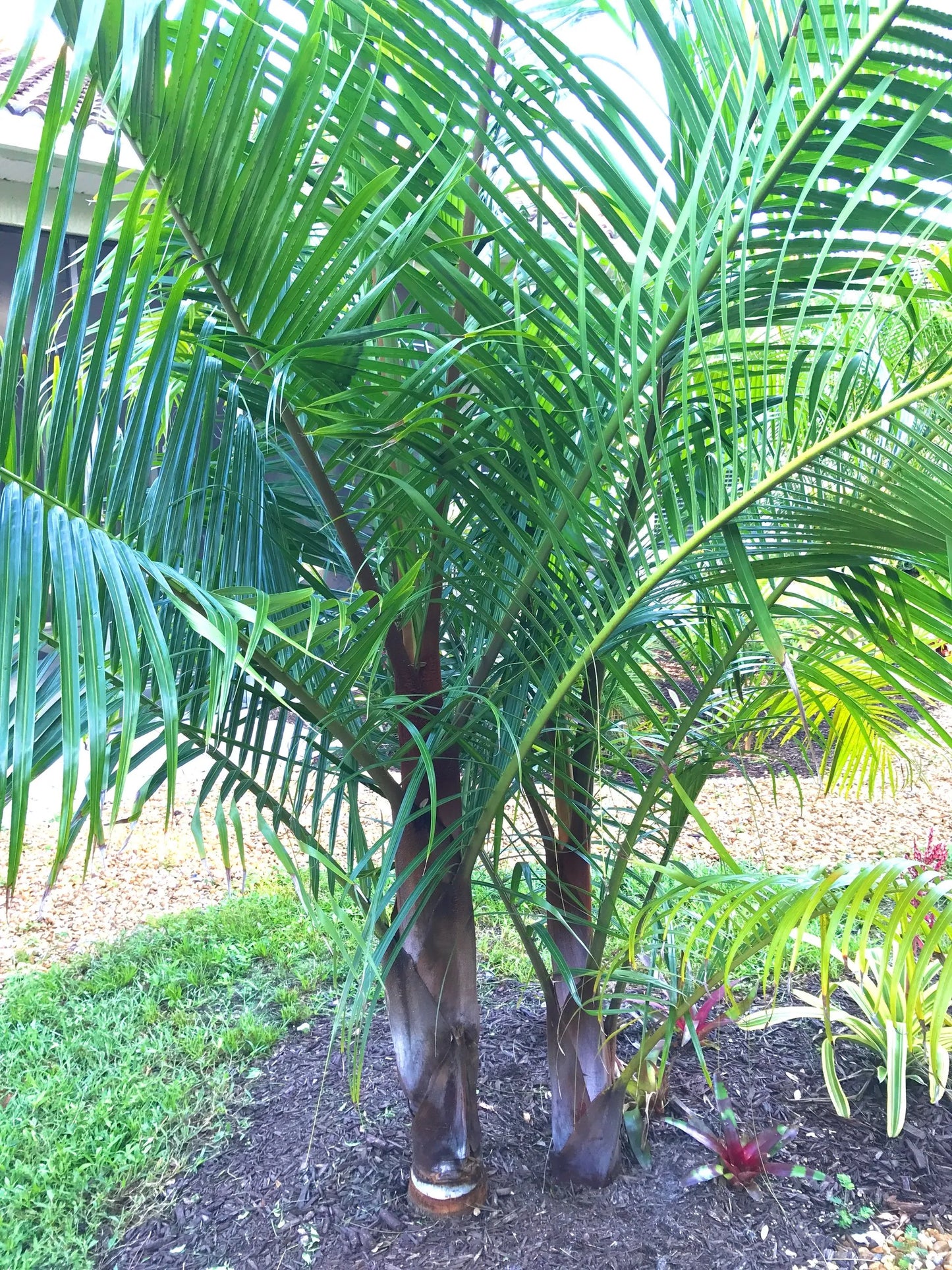 TriBear Palm; Red Triangle Palm (Chrysalidocarpus leptocheilos x decaryi; Chrysalidocarpus x leptocaryi)