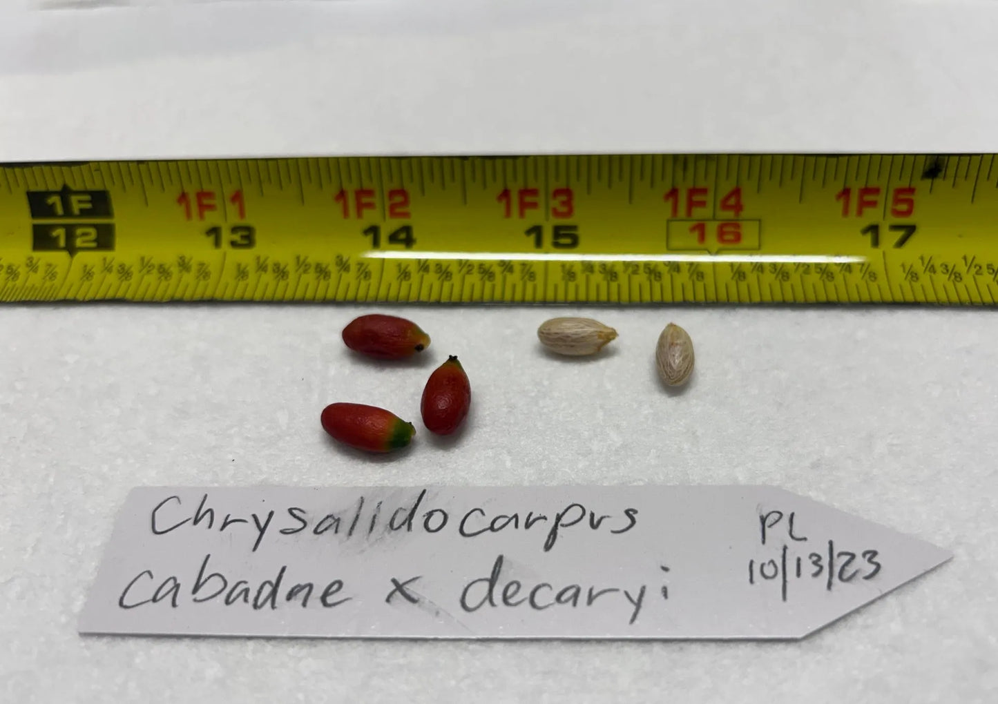 White Triangle Palm (Chrysalidocarpus cabadae x decaryi; Dypsis cabadae x decaryi)