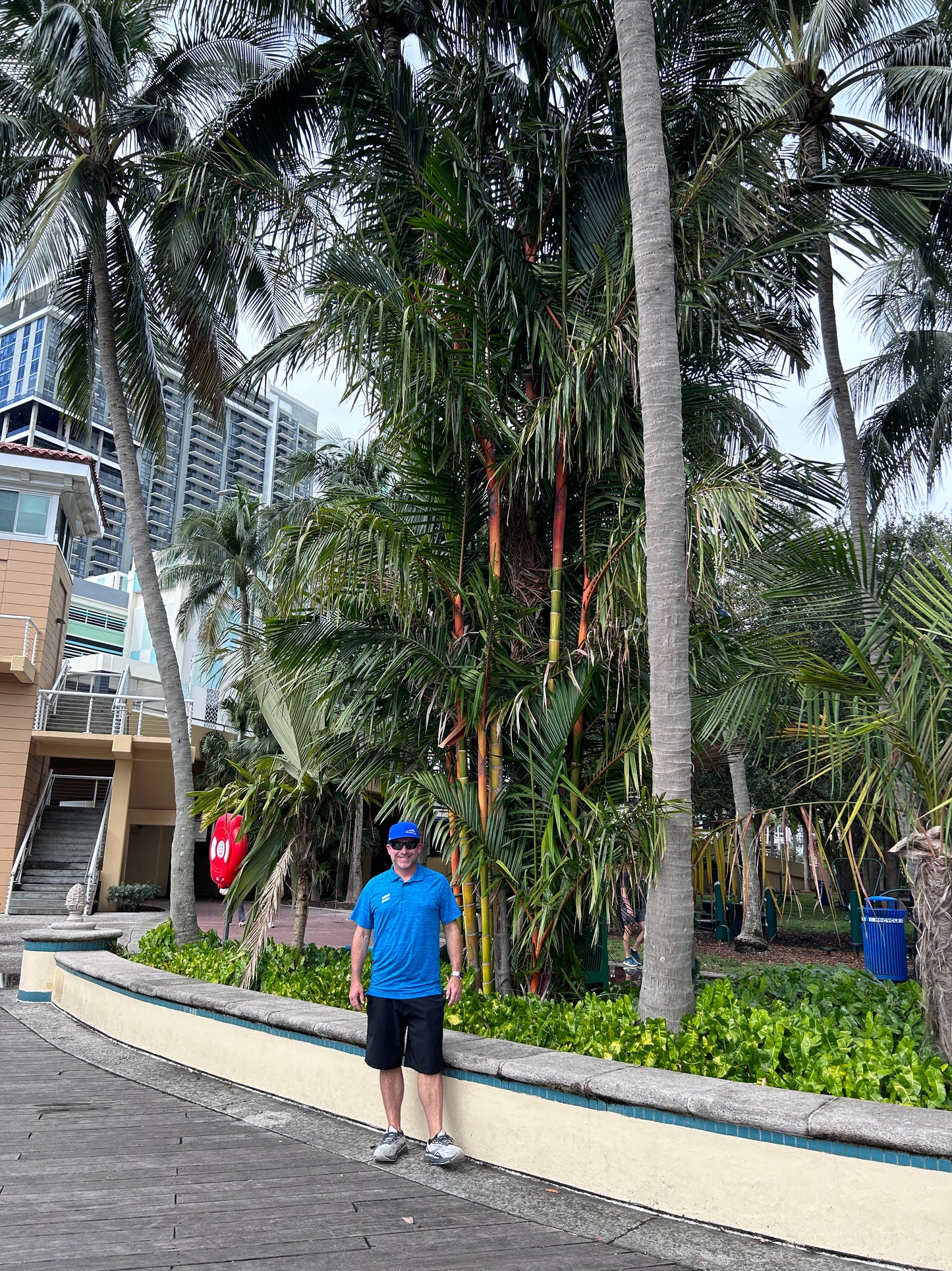 Cold Hardy Lipstick Palm; Hybrid Lipstick Palm (Cyrtostachys renda x elegans)