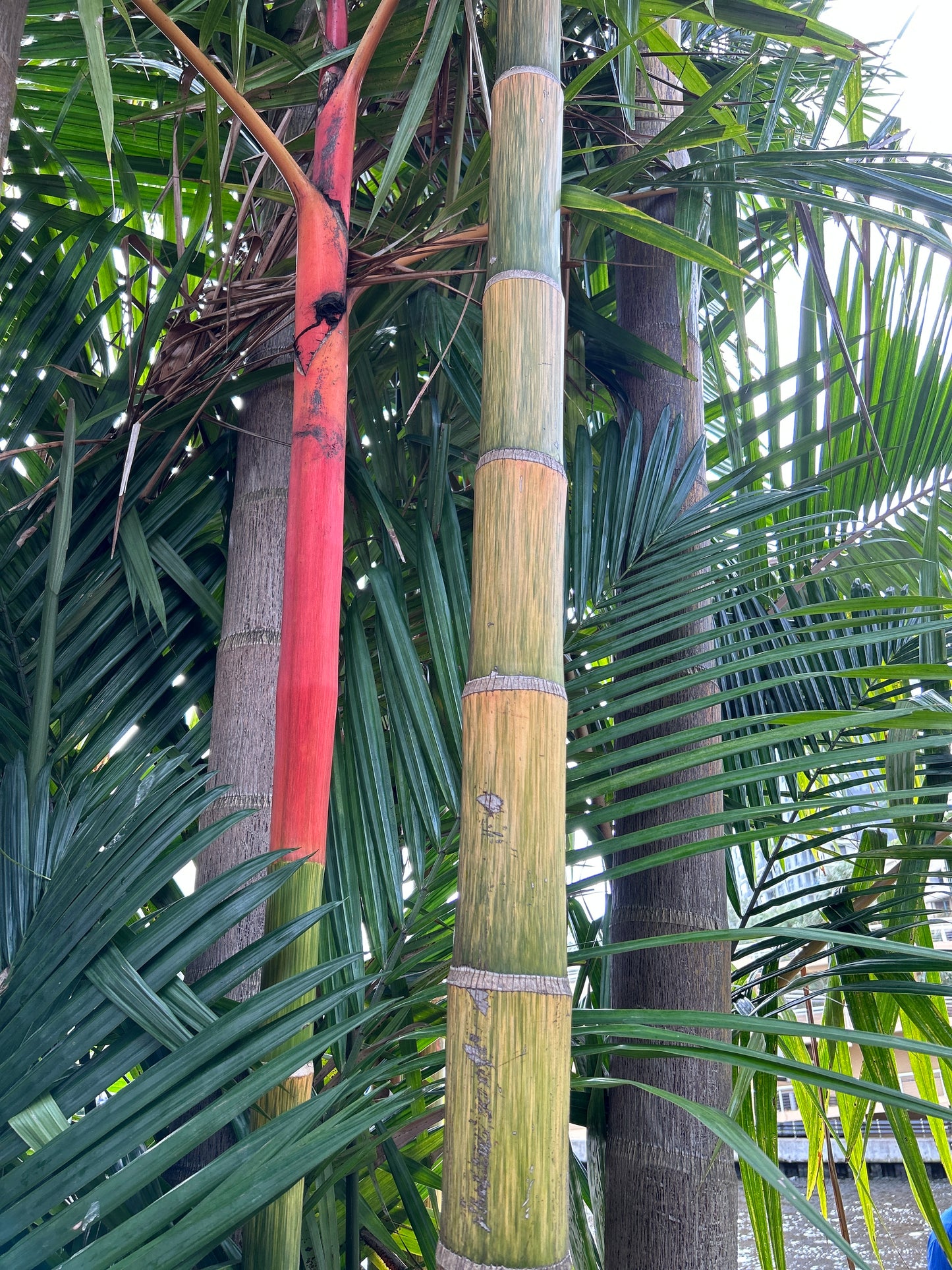Cold Hardy Lipstick Palm; Hybrid Lipstick Palm (Cyrtostachys renda x elegans)