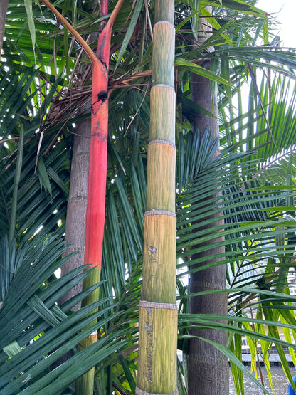 Cold Hardy Lipstick Palm; Hybrid Lipstick Palm (Cyrtostachys renda x elegans)
