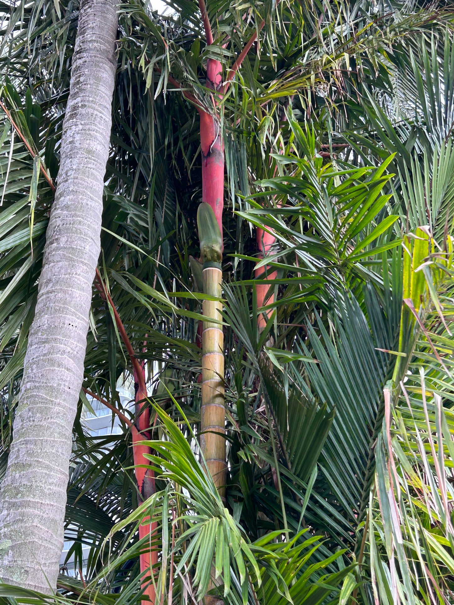 Cold Hardy Lipstick Palm; Hybrid Lipstick Palm (Cyrtostachys renda x elegans)