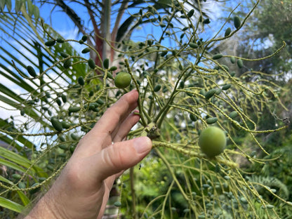 Super TriBana Palm- Chrysalidocarpus (Dypsis) pembana x decaryi x decaryi hybrid