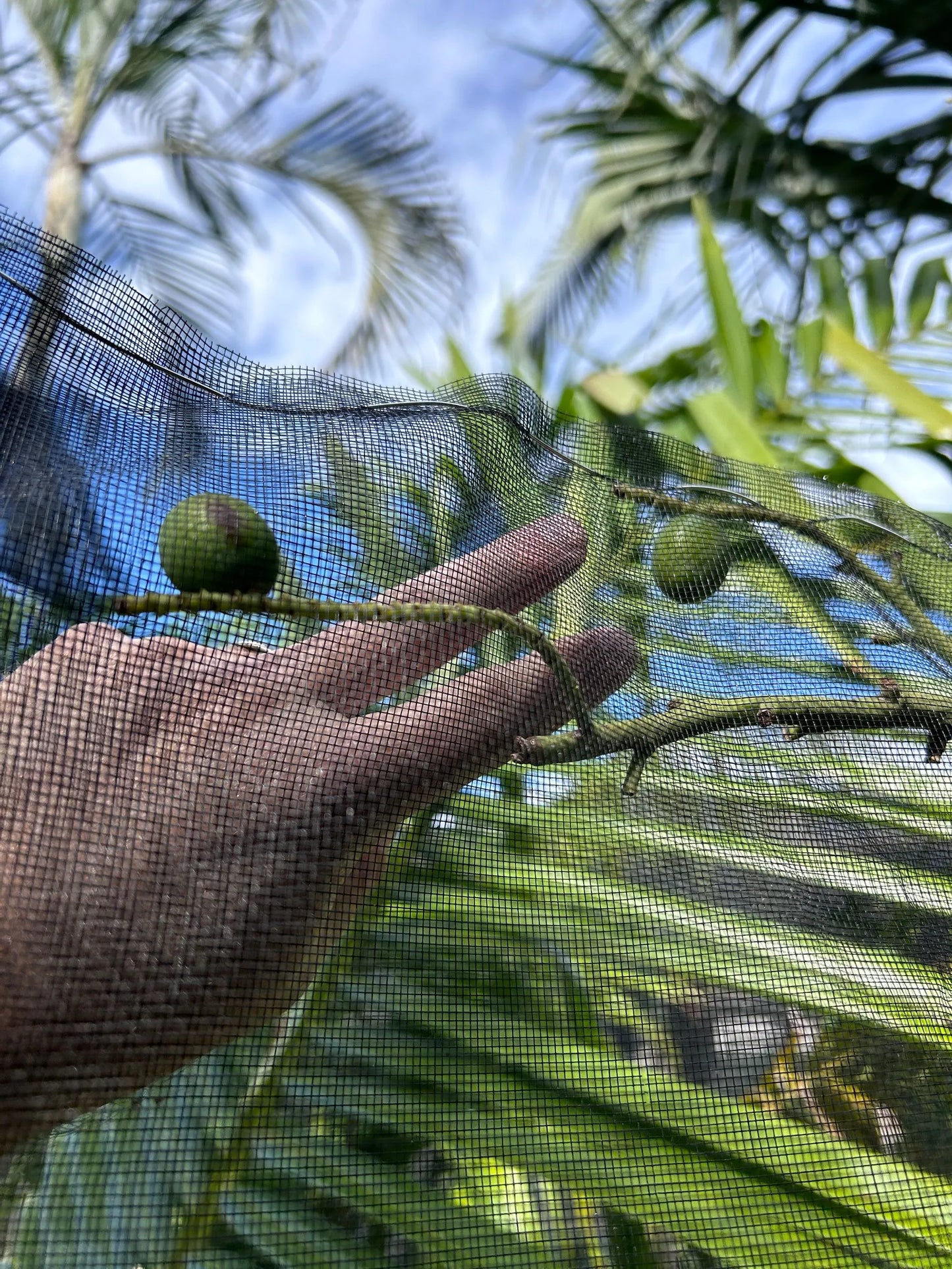 Super TriBana Palm- Chrysalidocarpus (Dypsis) pembana x decaryi x decaryi hybrid