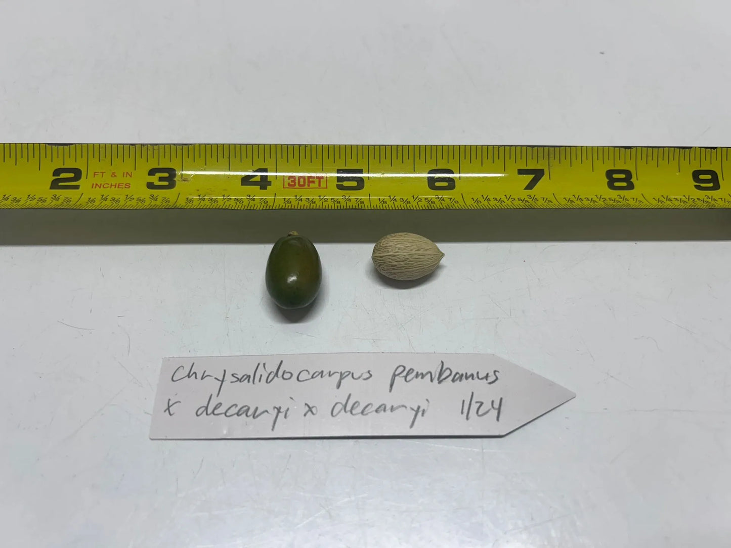 Super TriBana Palm- Chrysalidocarpus (Dypsis) pembana x decaryi x decaryi hybrid