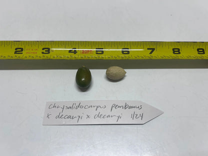 Super TriBana Palm- Chrysalidocarpus (Dypsis) pembana x decaryi x decaryi hybrid