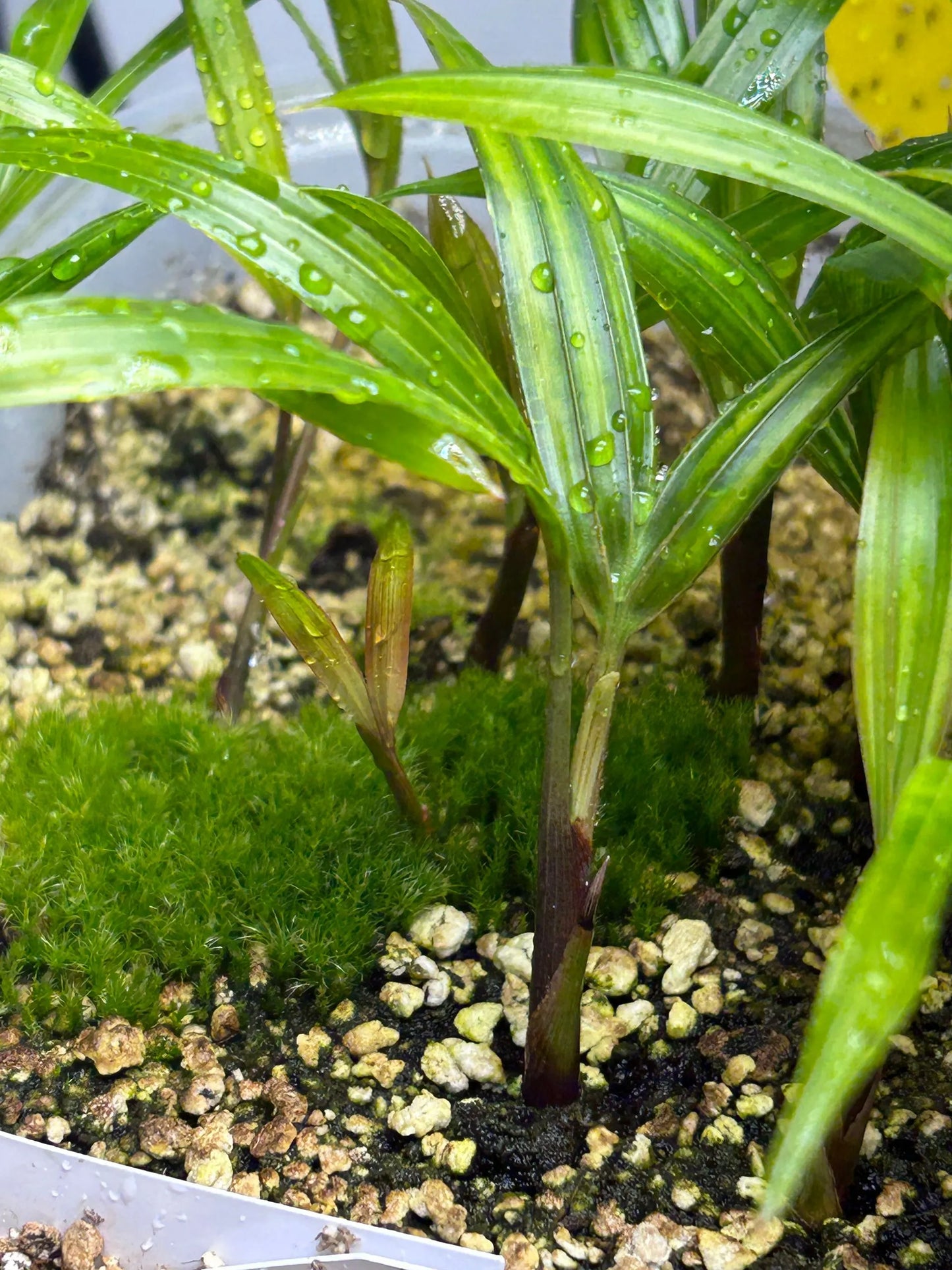 White Triangle Palm (Chrysalidocarpus cabadae x decaryi; Dypsis cabadae x decaryi)
