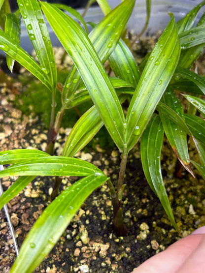 White Triangle Palm (Chrysalidocarpus cabadae x decaryi; Dypsis cabadae x decaryi)