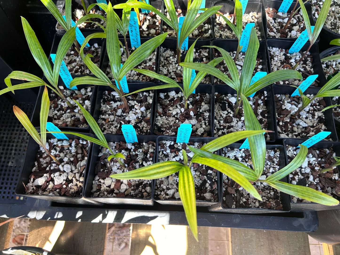 White Triangle Palm (Chrysalidocarpus cabadae x decaryi; Dypsis cabadae x decaryi)