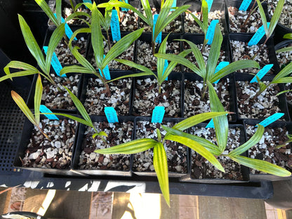 White Triangle Palm (Chrysalidocarpus cabadae x decaryi; Dypsis cabadae x decaryi)