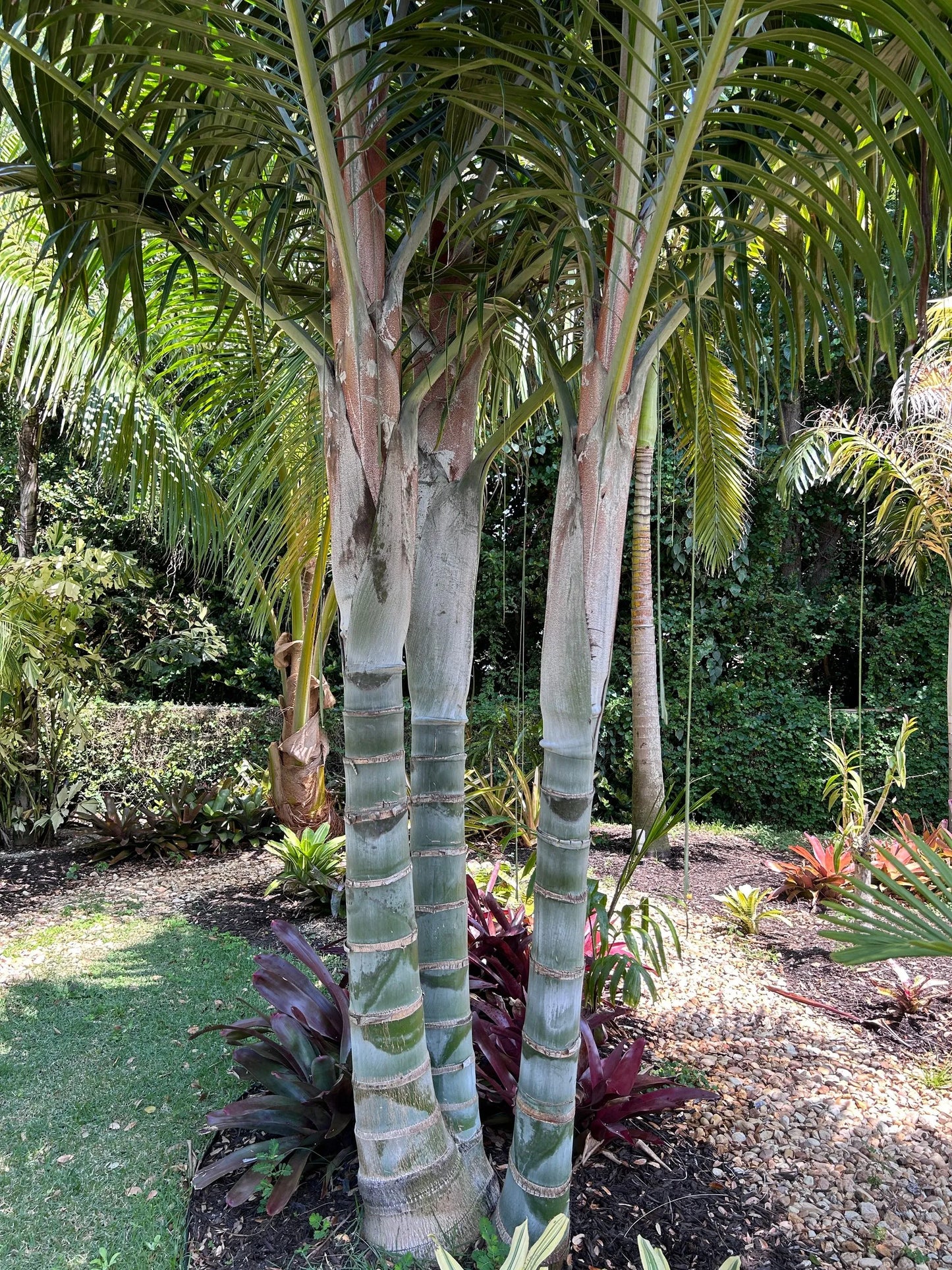 White Triangle Palm (Chrysalidocarpus cabadae x decaryi; Dypsis cabadae x decaryi)