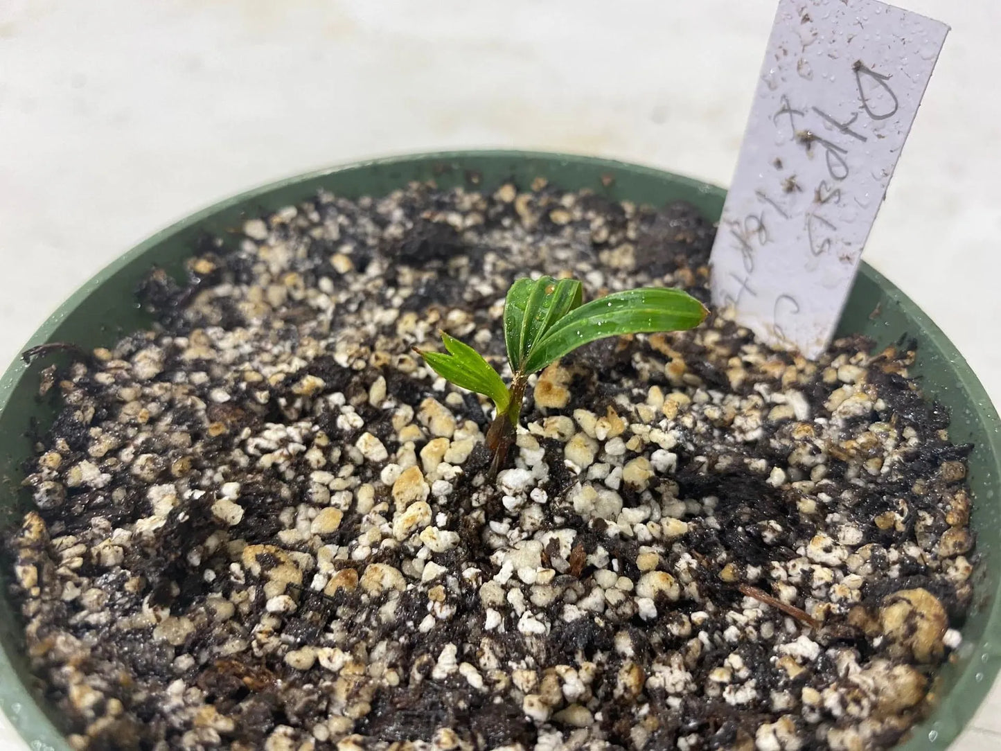 Fuzzy Cabada Palm (Chrysalidocarpus cabadae x leptocheilos; Dypsis cabadae x leptocheilos)
