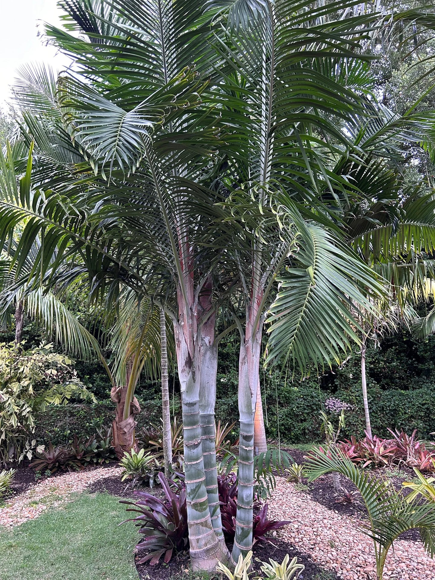 White Triangle Palm (Chrysalidocarpus cabadae x decaryi; Dypsis cabadae x decaryi)