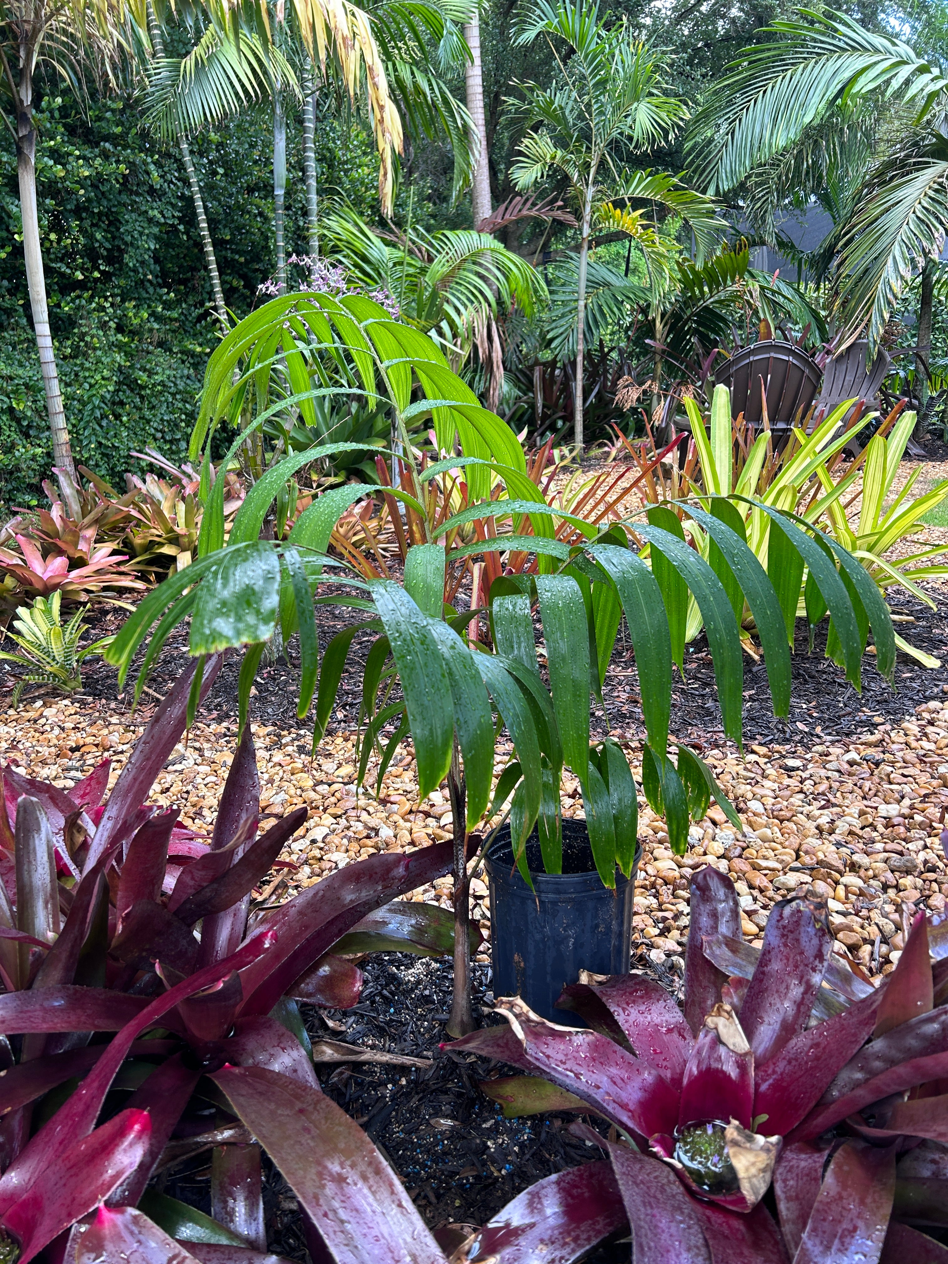 Foxy Lady Palm- Johannis Wodveitchia; Wodyetia bifurcata x
