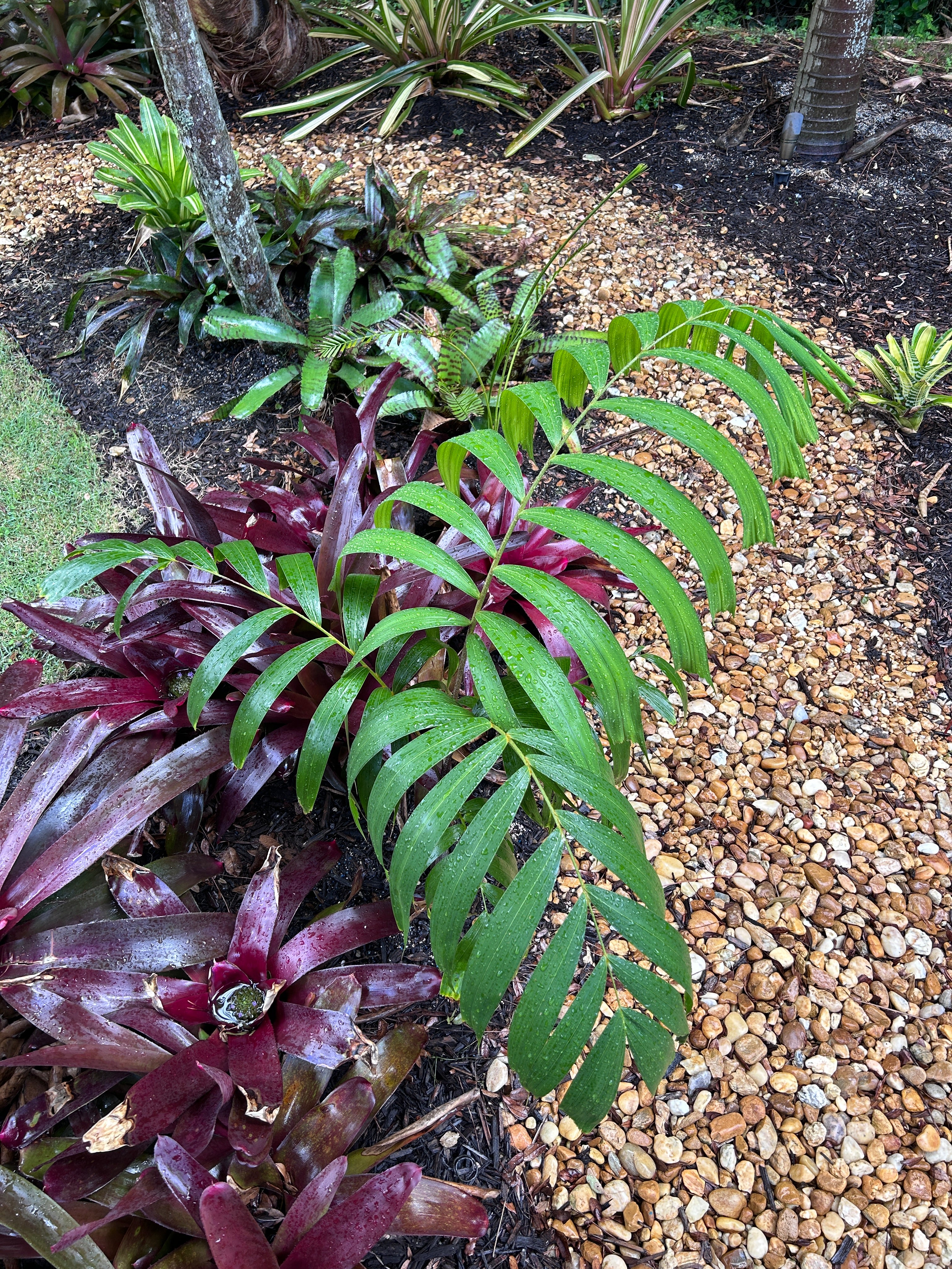 Foxy Lady Palm- Johannis Wodveitchia; Wodyetia bifurcata x