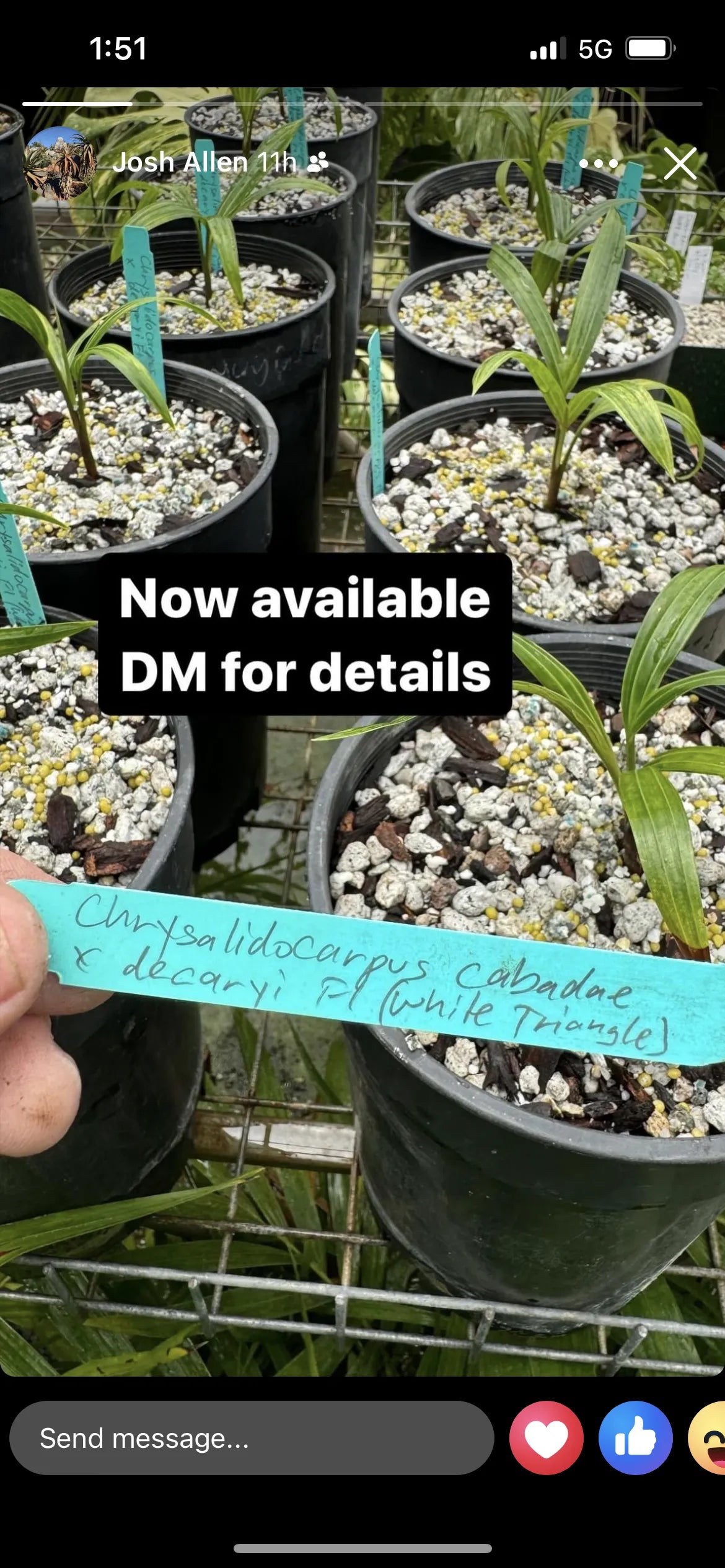 White Triangle Palm (Chrysalidocarpus cabadae x decaryi; Dypsis cabadae x decaryi)