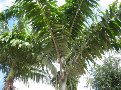 Wodveitchia; Foxy Lady Palm (Wodyetia bifurcata x Veitchia arecina)