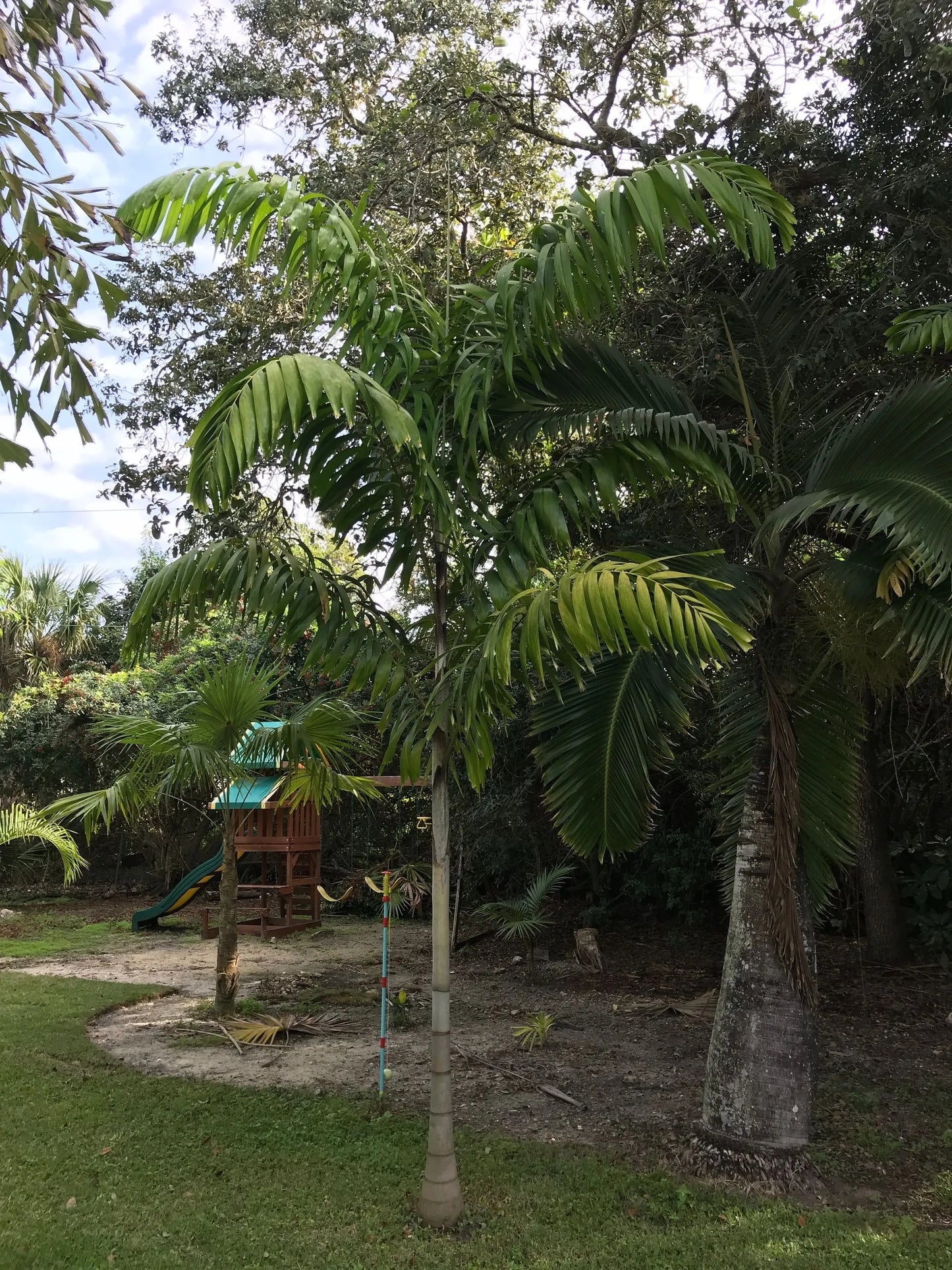 Wodveitchia; Foxy Lady Palm (Wodyetia bifurcata x Veitchia arecina)