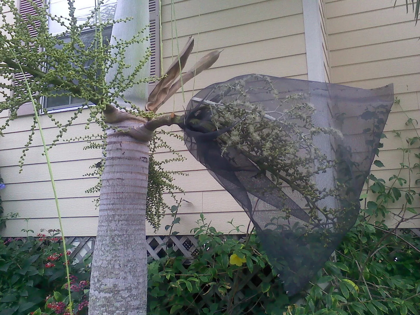 Wodveitchia; Foxy Lady Palm (Wodyetia bifurcata x Veitchia arecina)