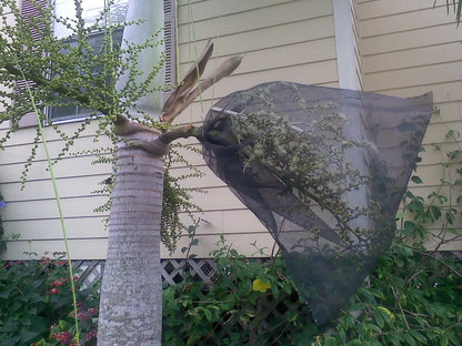 Wodveitchia; Foxy Lady Palm (Wodyetia bifurcata x Veitchia arecina)