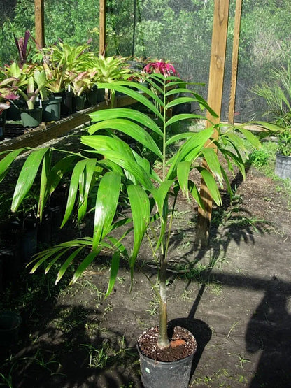 Wodveitchia; Foxy Lady Palm (Wodyetia bifurcata x Veitchia arecina)