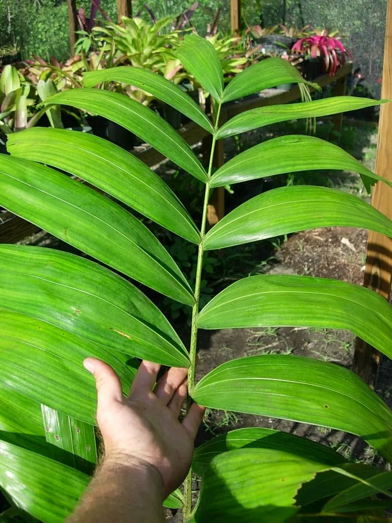 Wodveitchia; Foxy Lady Palm (Wodyetia bifurcata x Veitchia arecina)