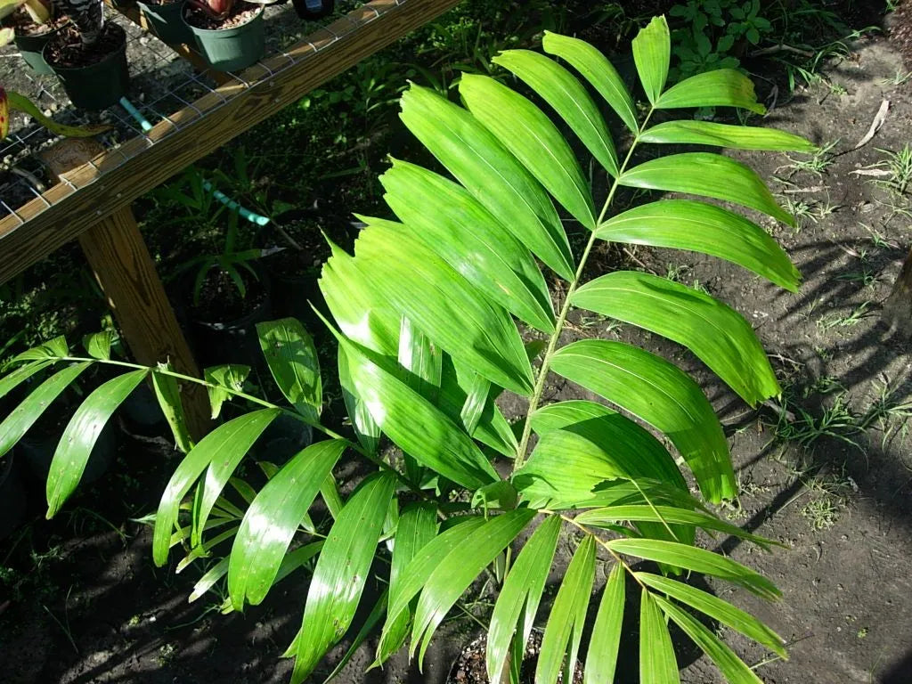 Wodveitchia; Foxy Lady Palm (Wodyetia bifurcata x Veitchia arecina)