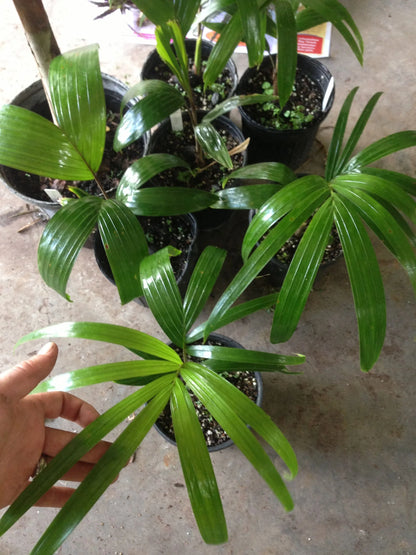 Wodveitchia; Foxy Lady Palm (Wodyetia bifurcata x Veitchia arecina)