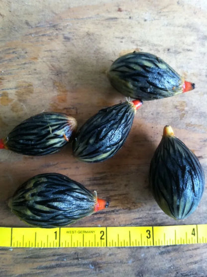 Wodveitchia; Foxy Lady Palm (Wodyetia bifurcata x Veitchia arecina)