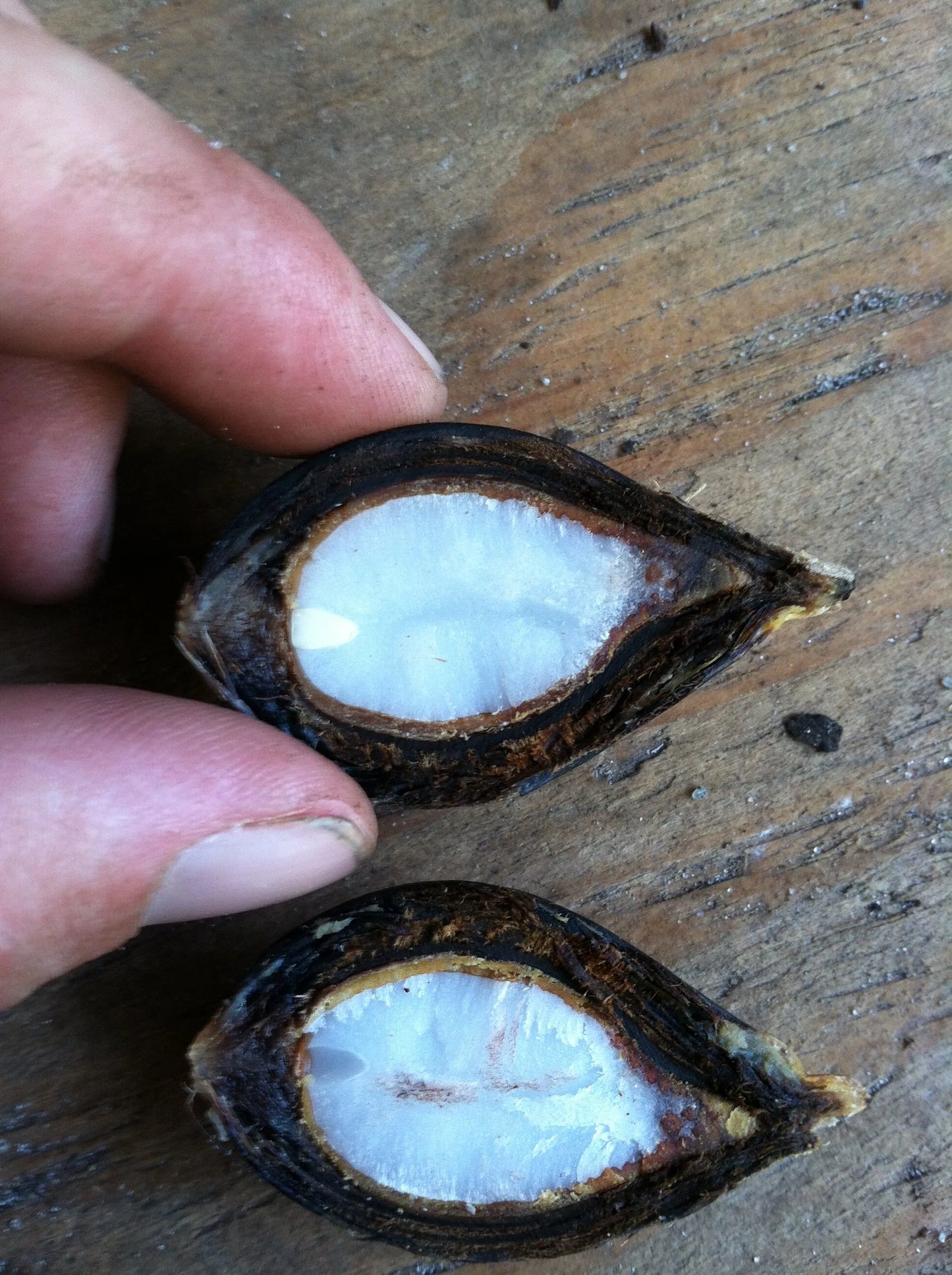 Wodveitchia; Foxy Lady Palm (Wodyetia bifurcata x Veitchia arecina)