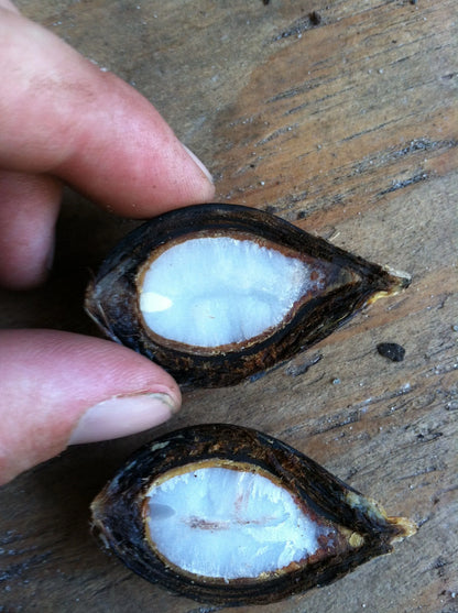 Wodveitchia; Foxy Lady Palm (Wodyetia bifurcata x Veitchia arecina)