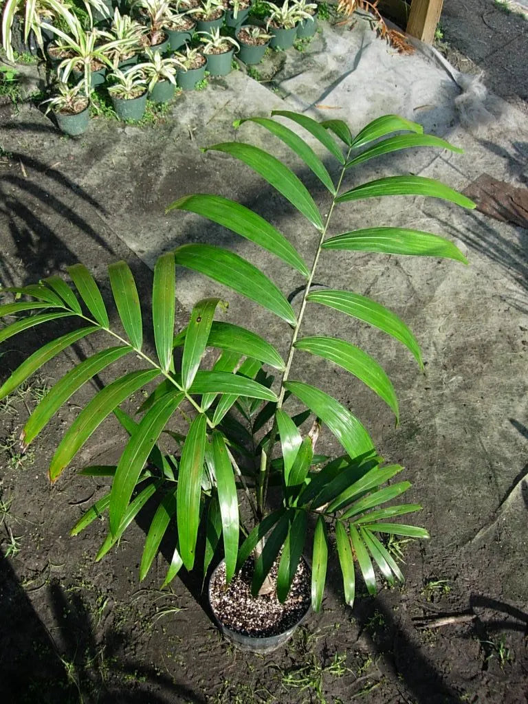 Wodveitchia; Foxy Lady Palm (Wodyetia bifurcata x Veitchia arecina)