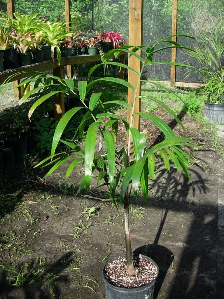 Wodveitchia; Foxy Lady Palm (Wodyetia bifurcata x Veitchia arecina)