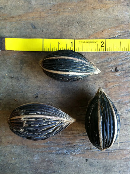 Wodveitchia; Foxy Lady Palm (Wodyetia bifurcata x Veitchia arecina)