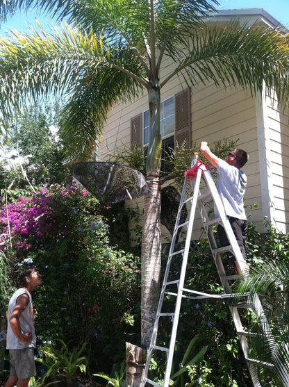 Wodveitchia; Foxy Lady Palm (Wodyetia bifurcata x Veitchia arecina)