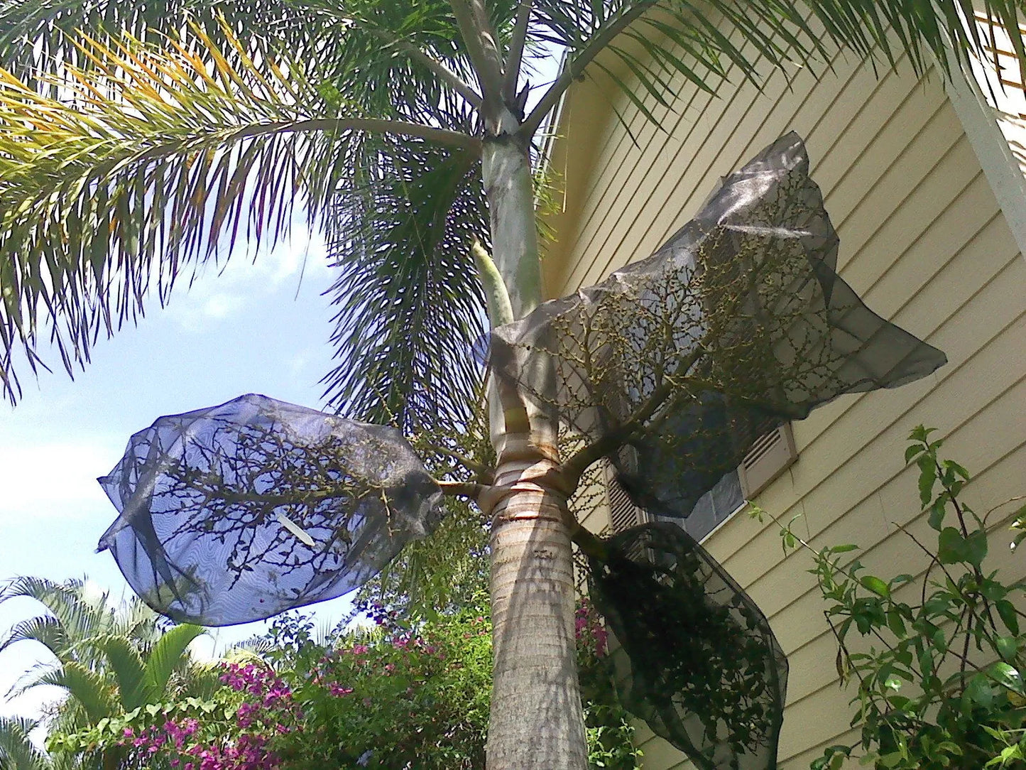 Wodveitchia; Foxy Lady Palm (Wodyetia bifurcata x Veitchia arecina)