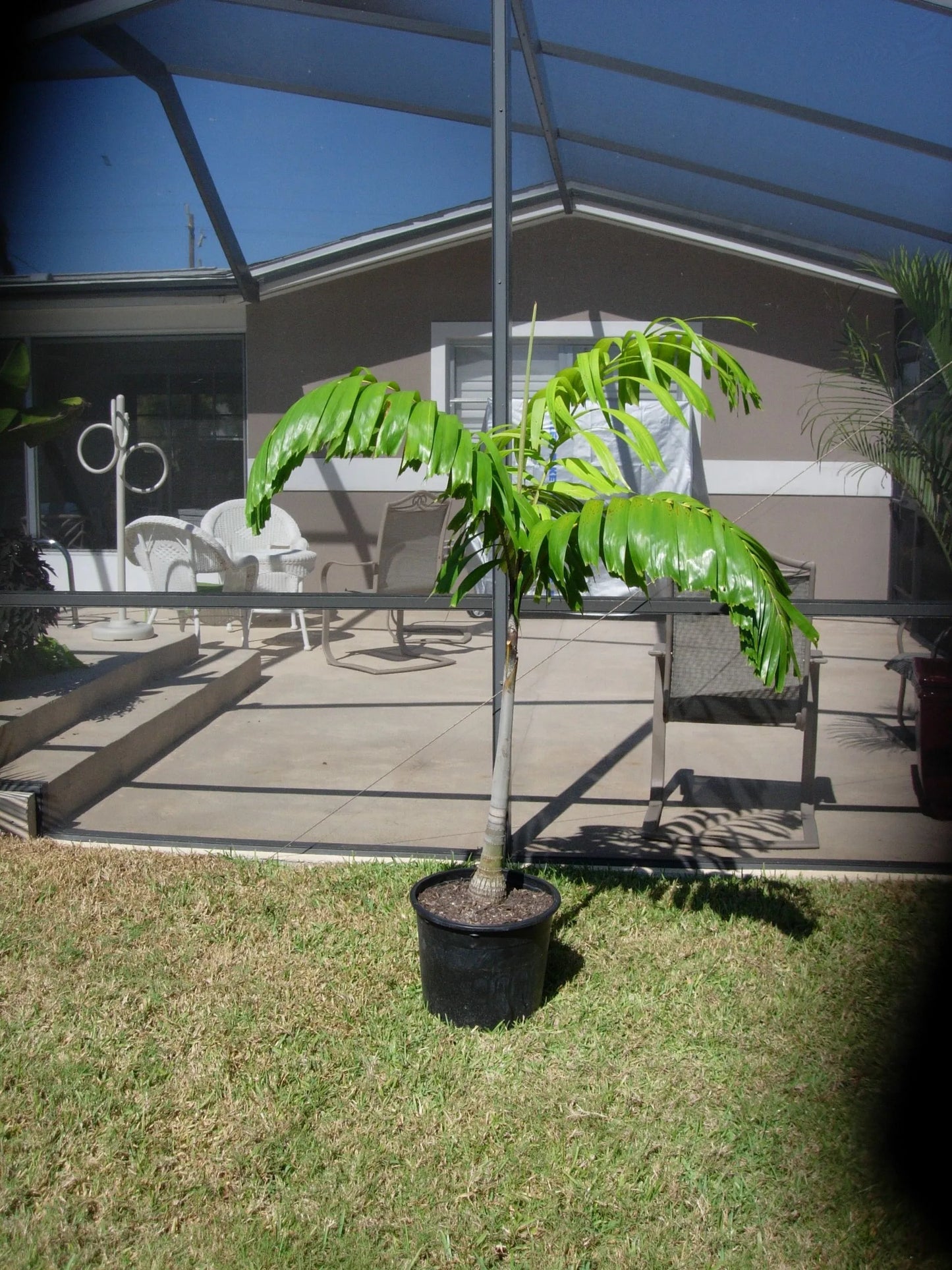 Wodveitchia; Foxy Lady Palm (Wodyetia bifurcata x Veitchia arecina)