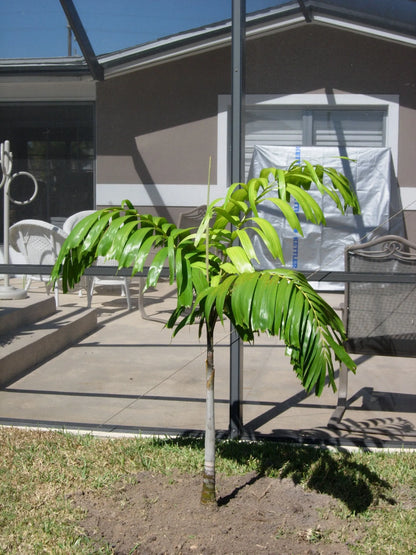 Wodveitchia; Foxy Lady Palm (Wodyetia bifurcata x Veitchia arecina)