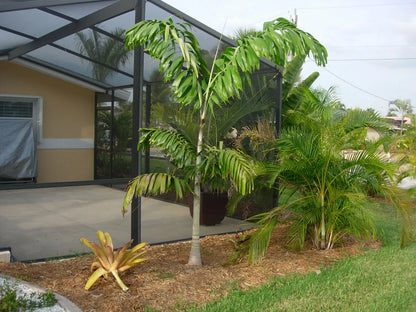 Wodveitchia; Foxy Lady Palm (Wodyetia bifurcata x Veitchia arecina)